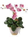 Pianta di orchidea phalaenopsis